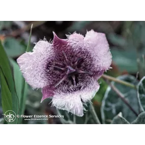 Essence unique...