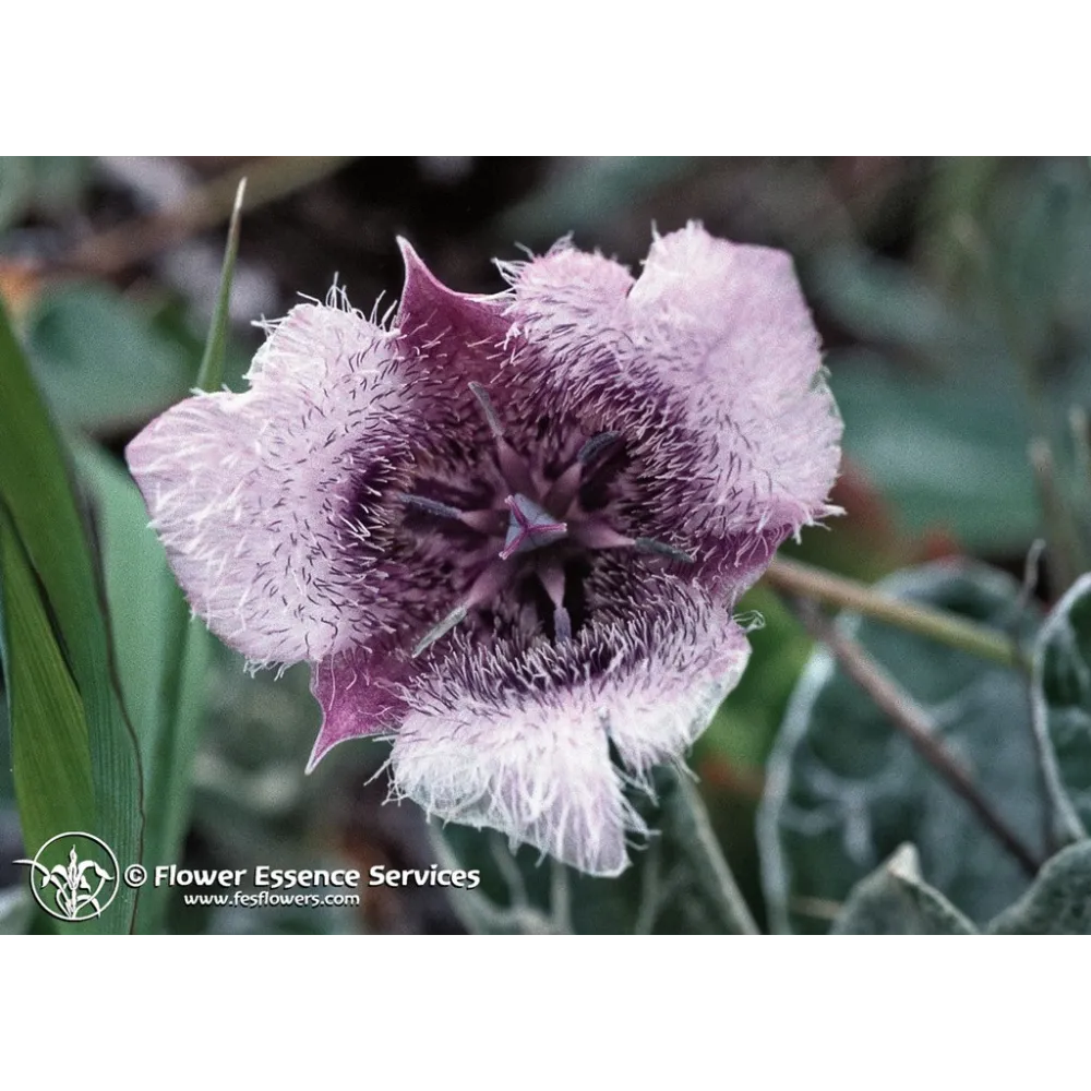 Essenza Singola Californiana FES - Star Tulip (Colocorthus tolmiei) 7,4 ml