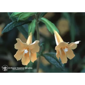Esencia única californiana...