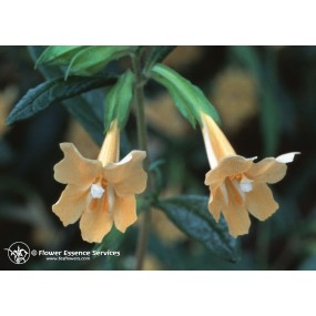 FES Californian Single Essence – Klebrige Affenblume (Mimulus aurantiacus) 7,4 ml