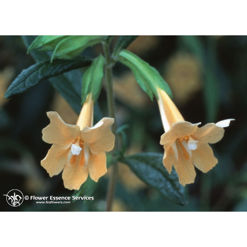 Essence unique californienne FES - Fleur de singe collante (Mimulus aurantiacus) 7,4 ml