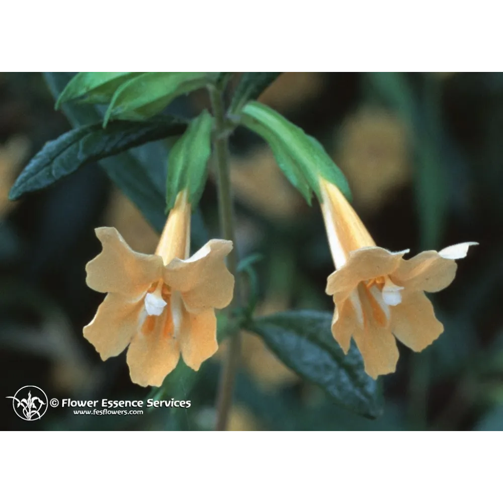 Essence unique californienne FES - Fleur de singe collante (Mimulus aurantiacus) 7,4 ml