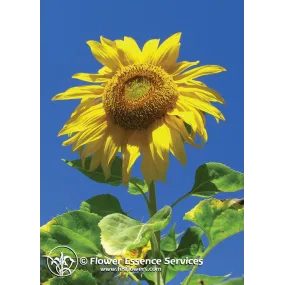 FES Essence Simple...