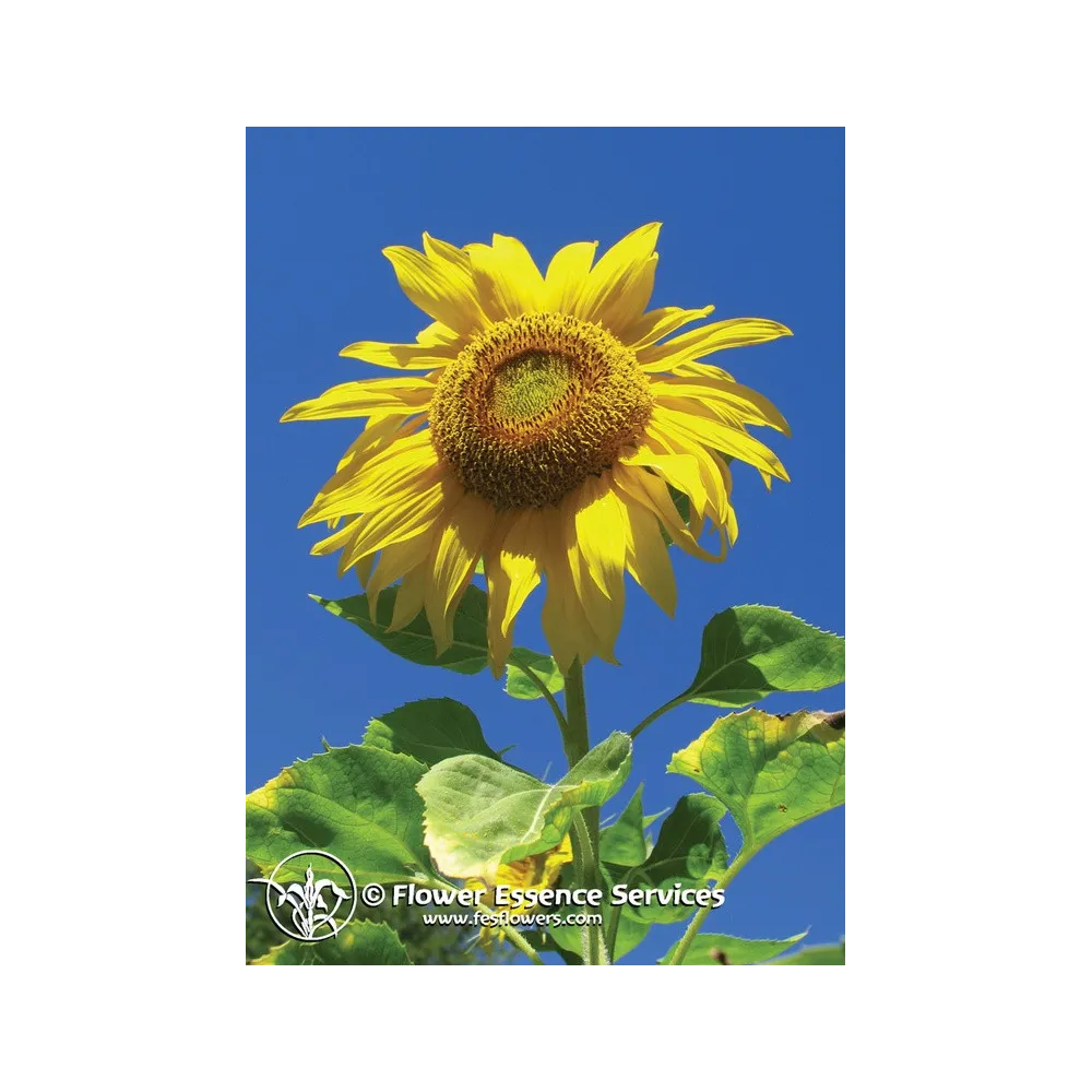 Essence unique californienne FES - Tournesol (Helianthus annuus) 7,4 ml