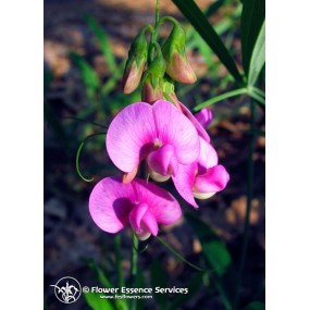 FES Californian Single Essence – Zuckererbse (Lathyrus latifolius) 7,4 ml