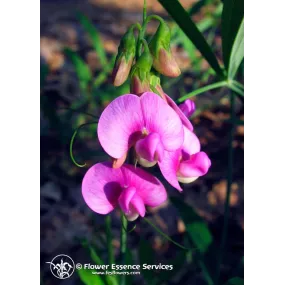 FES Essence Simple...