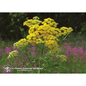 Californian Single Essence FES – Rainfarn (Tanacetum vulgare) 7,4 ml