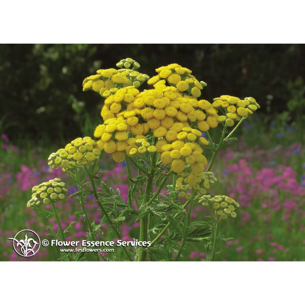 Californian Single Essence FES - Tansy (Tanacetum vulgare) 7.4 ml