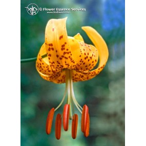 FES Californian Single Essence – Tigerlilie (Lilium humboldtii) 7,4 ml
