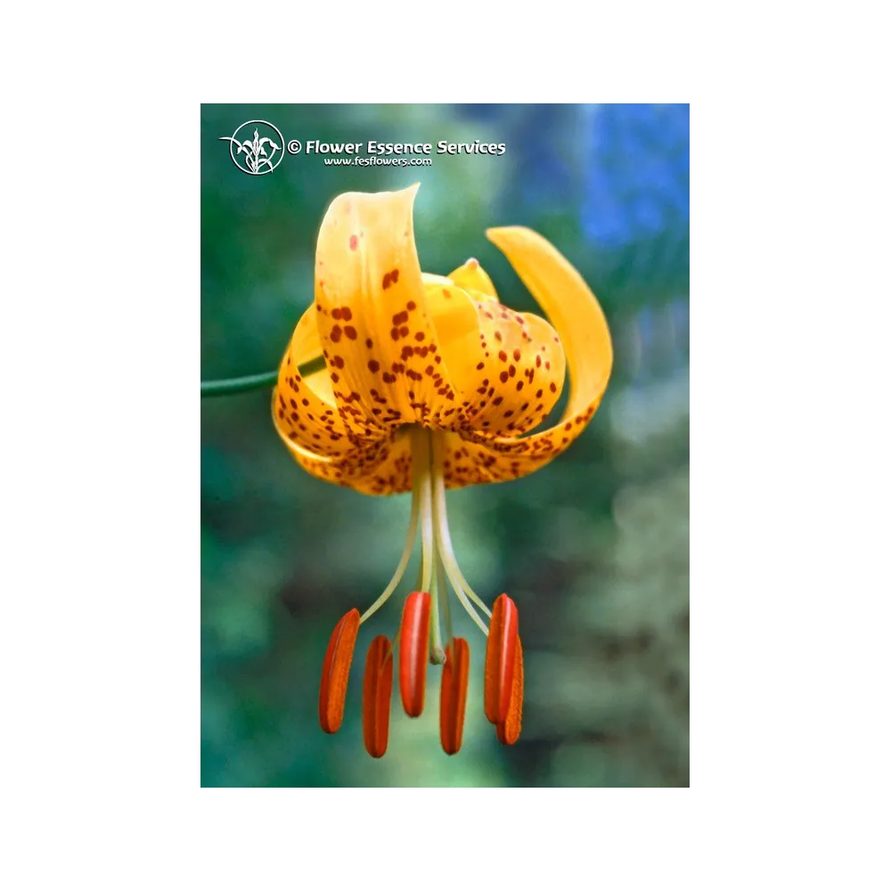 Californian Single Essence FES - Tiger Lily