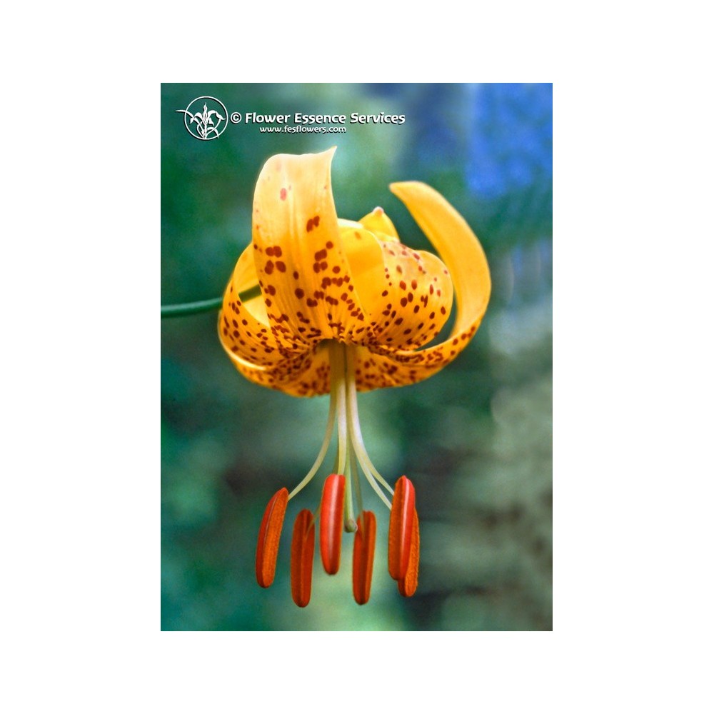 FES Californian Single Essence - Tiger Lily (Lilium humboldtii) 7.4 ml