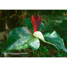 FES Californian Single Essence - Trillium (Trillium chloropetalum) 7.4 ml