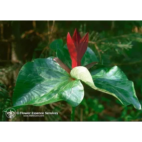 FES Essence unique...