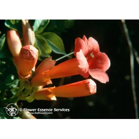 Esencia única californiana...