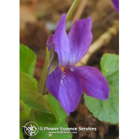 Californian Single Essence...