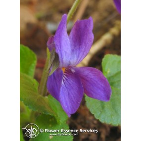 Essence unique californienne FES - Violette (Viola odorata) 7,4 ml