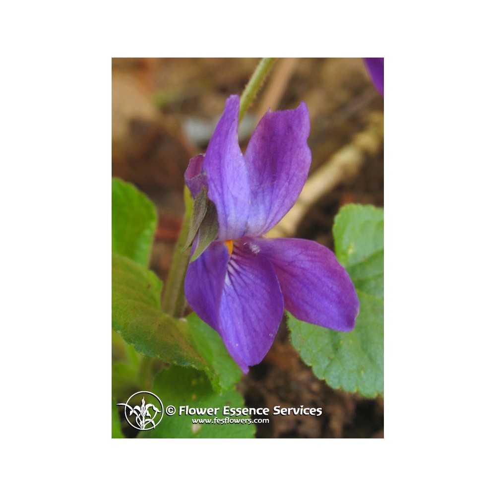 Essence unique californienne FES - Violette (Viola odorata) 7,4 ml