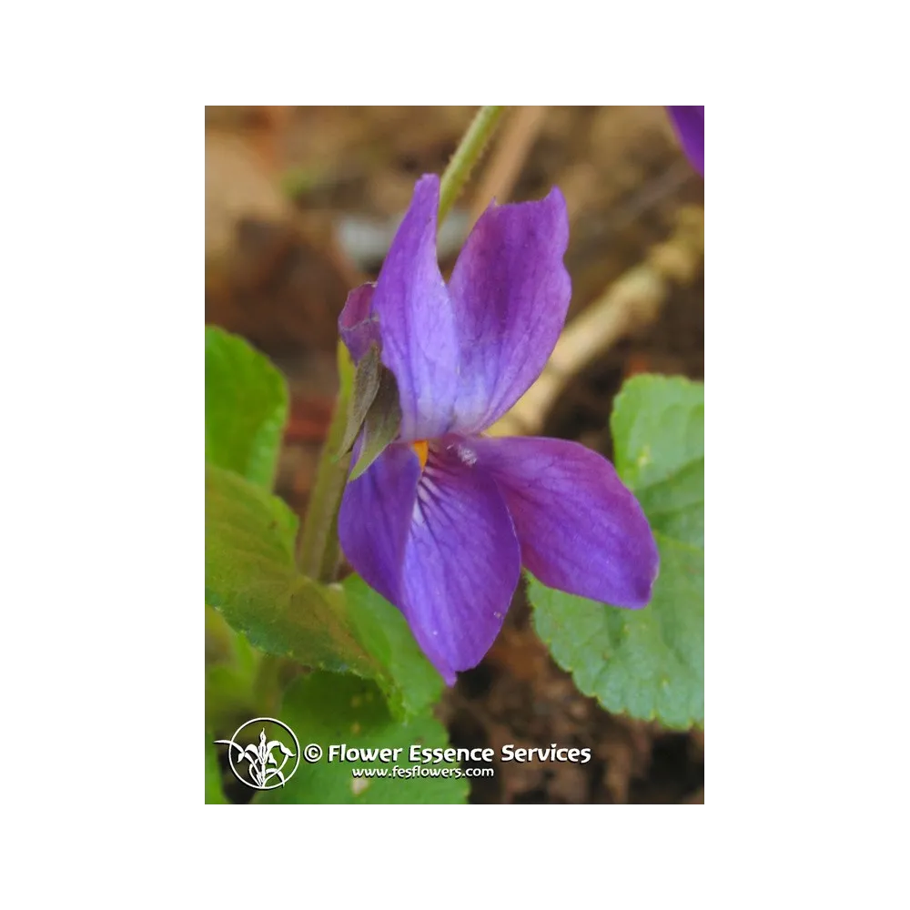 Essenza Singola Californiana FES - Violet (Viola odorata) 7,4 ml
