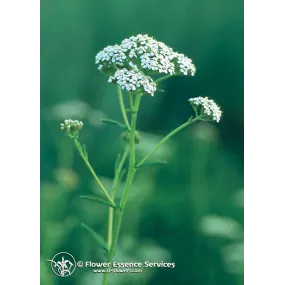 Californian Single Essence...