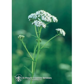 FES Californian Single Essence - Yarrow (Achillea millefolium) 7.4 ml