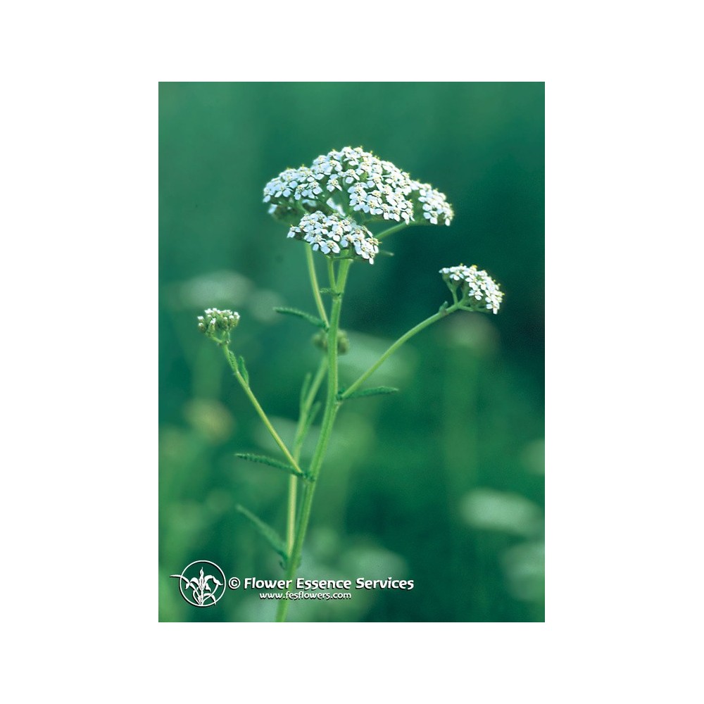 Essenza Singola Californiana FES - Yarrow (Achillea millefolium) 7,4 ml