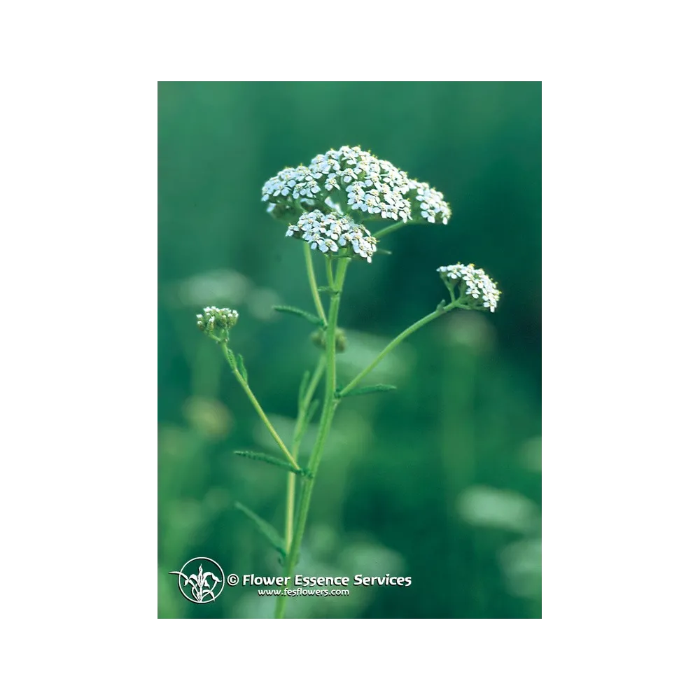 FES Californian Single Essence - Yarrow (Achillea millefolium) 7.4 ml
