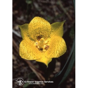 FES Californian Single Essence – Gelbe Sterntulpe (Calochortus monophyllus) 7,4 ml
