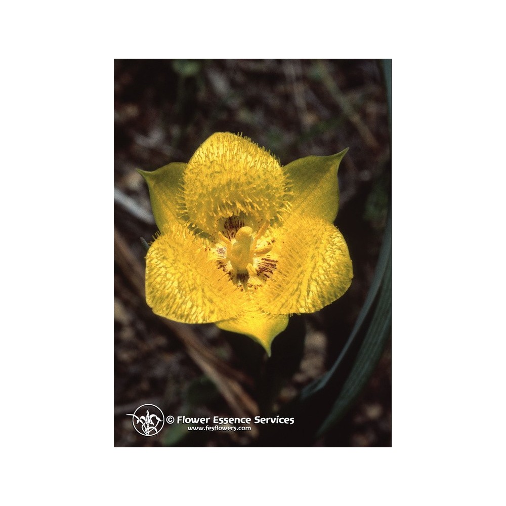 Essence unique californienne FES - Tulipe étoilée jaune (Calochortus monophyllus) 7,4 ml