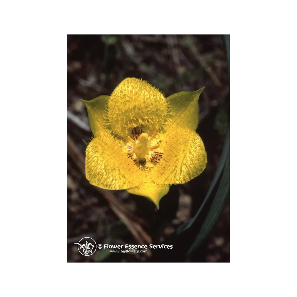 Essenza Singola Californiana FES - Yellow Star Tulip (Calochortus monophyllus) 7,4 ml
