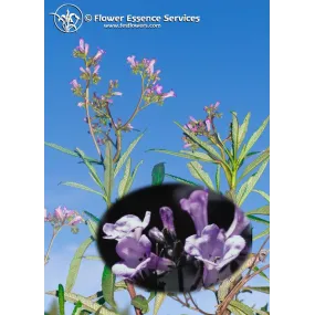 FES Essence unique...