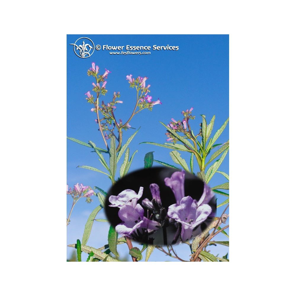 Essenza Singola Californiana FES - Yerba Santa (Eriodictyon californicum) 7,4 ml