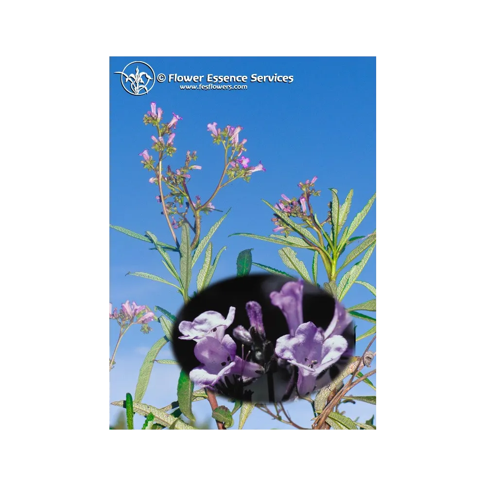 FES Californian Single Essence - Yerba Santa (Eriodictyon californicum) 7.4 ml