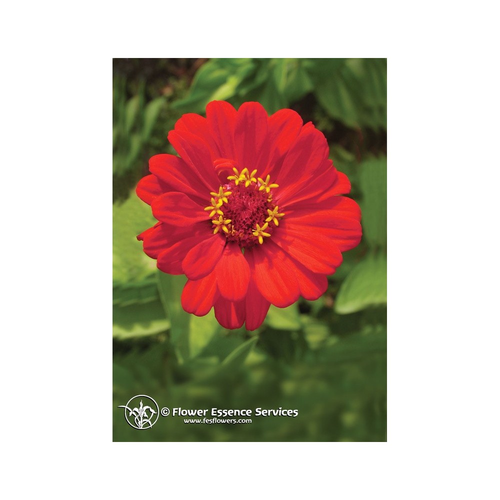 Californian Single Essence FES - Zinnia (Zinnia elegans) 7.4 ml