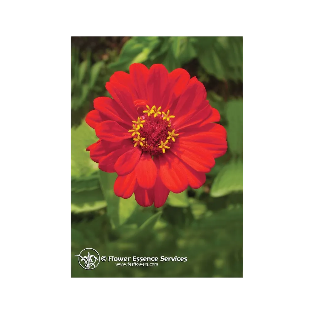 Single Californian Essence FES - Zinnia