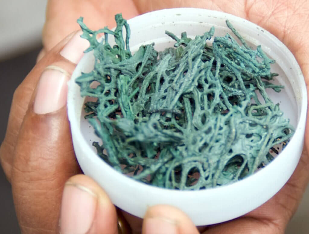 seaweed e3live