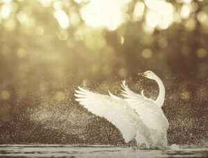 Natur Milano Armonia