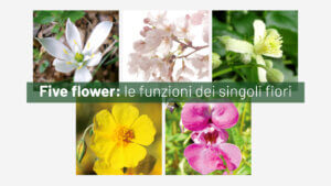 Five flower