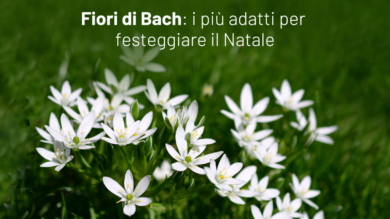 natale fiori bach